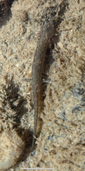 Eurycea cirrigera