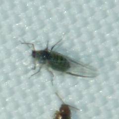 Aphis sambuci