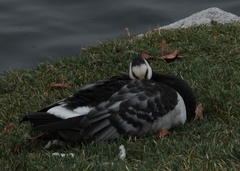 Branta leucopsis