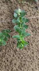 Euphorbia falcata