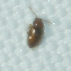 Atomaria