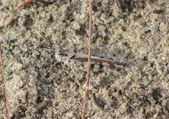 Spharagemon marmorata