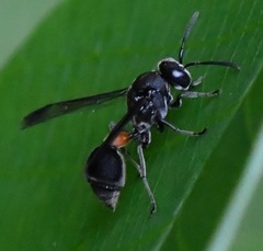 Ropalidia sumatrae