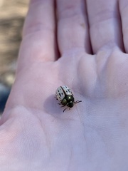 Leptinotarsa lineolata