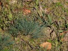 Corynephorus canescens