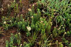 Helichrysum caespititium