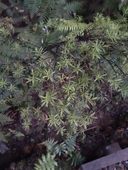 Leucopogon fasciculatus