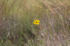Coreopsis leavenworthii