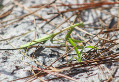 Stagmomantis floridensis