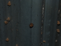 Apterona helicoidella