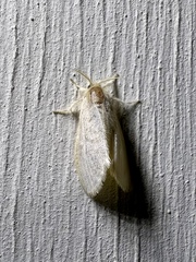 Euproctis fimbriata