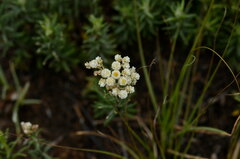 Helichrysum caespititium