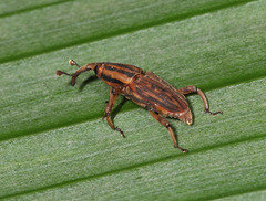 Paramasius distortus