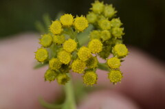 Helichrysum cephaloideum