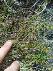 Pellaea calidirupium