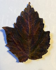 Magnoliopsida