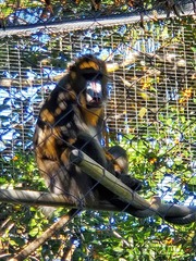 Mandrillus sphinx