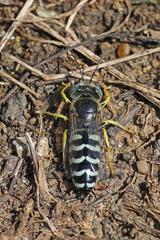 Bembix americana spinolae