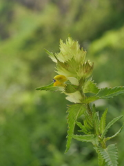 Rhinanthus pumilus