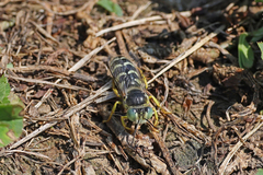 Bembix americana spinolae