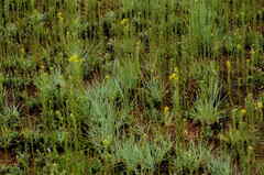Helichrysum cephaloideum