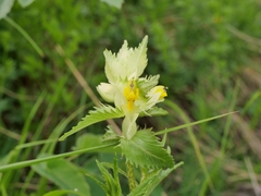 Rhinanthus pumilus