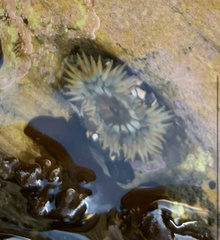 Anthopleura