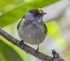 Ilicura militaris