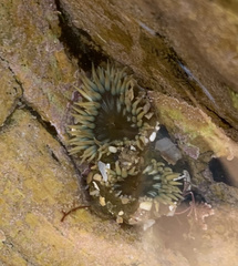 Anthopleura