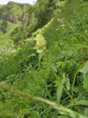 Rhinanthus pumilus