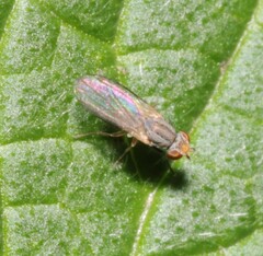 Trixoscelis