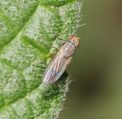 Trixoscelis
