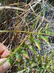 Pellaea calidirupium