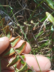 Pellaea calidirupium