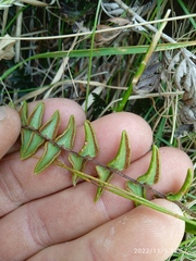 Pellaea calidirupium