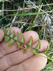 Pellaea calidirupium