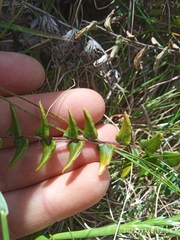 Pellaea calidirupium