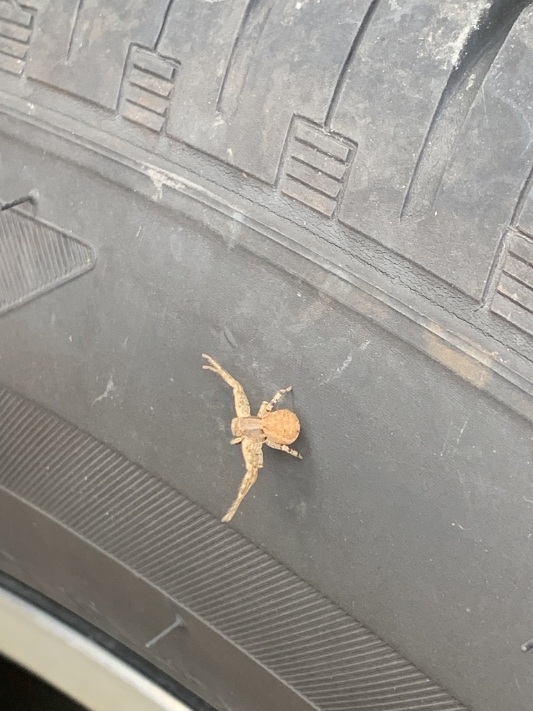 Thomisinae from Ross Station Rd, Seaford, DE, US on November 5, 2022 at