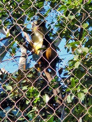 Cercopithecus wolfi