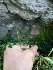 Pellaea calidirupium