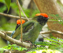 Chiroxiphia caudata