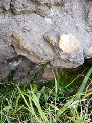 Pellaea calidirupium