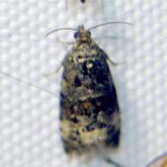 Endothenia