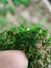 Dicranella heteromalla