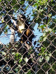 Cercopithecus wolfi