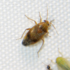 Agnocoris