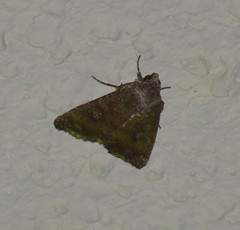 Condica albigera