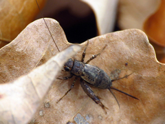 Allonemobius maculatus