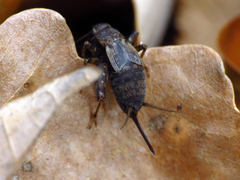 Allonemobius maculatus