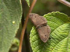 Satyrinae